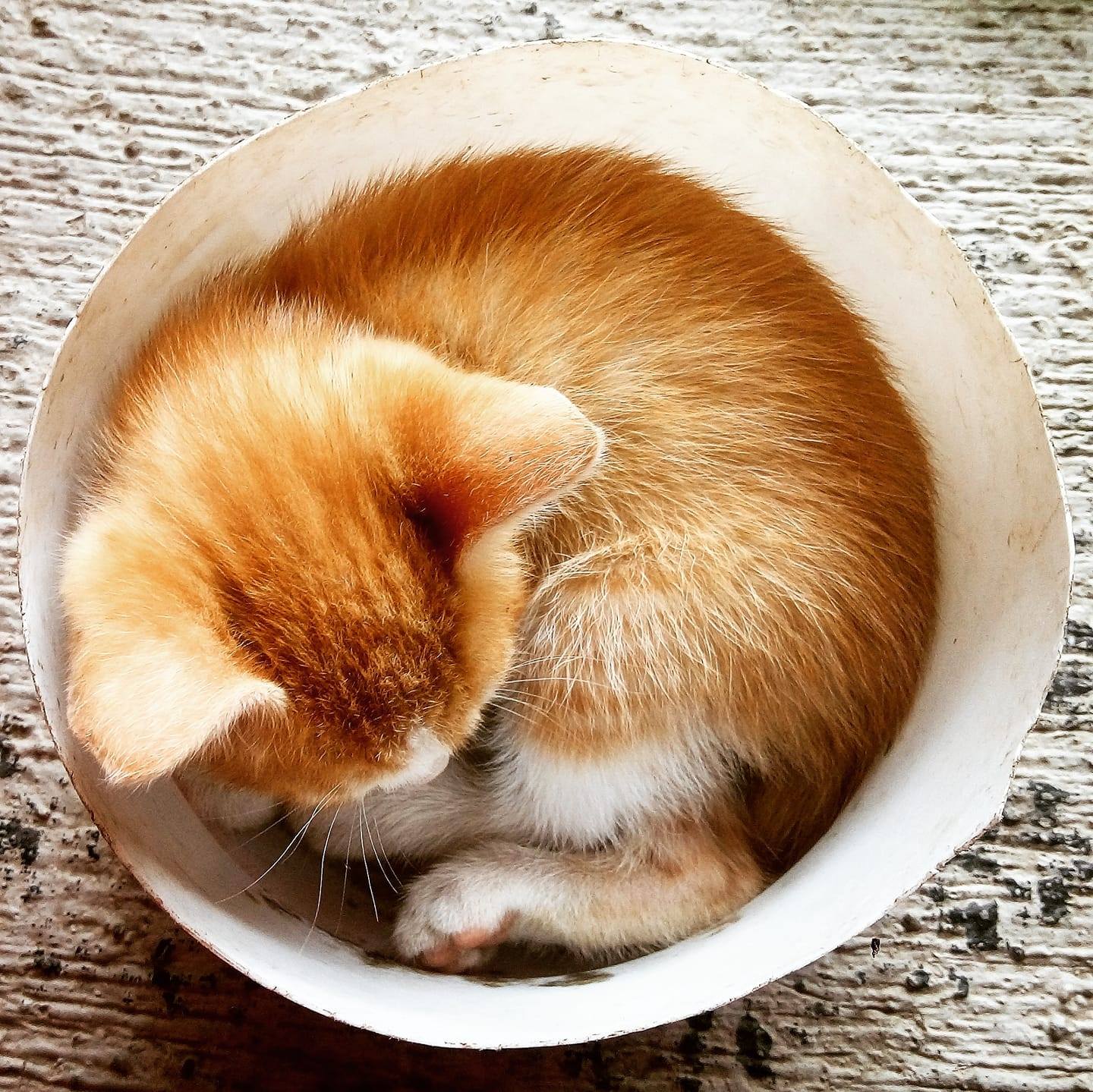 cat-in-a-cup